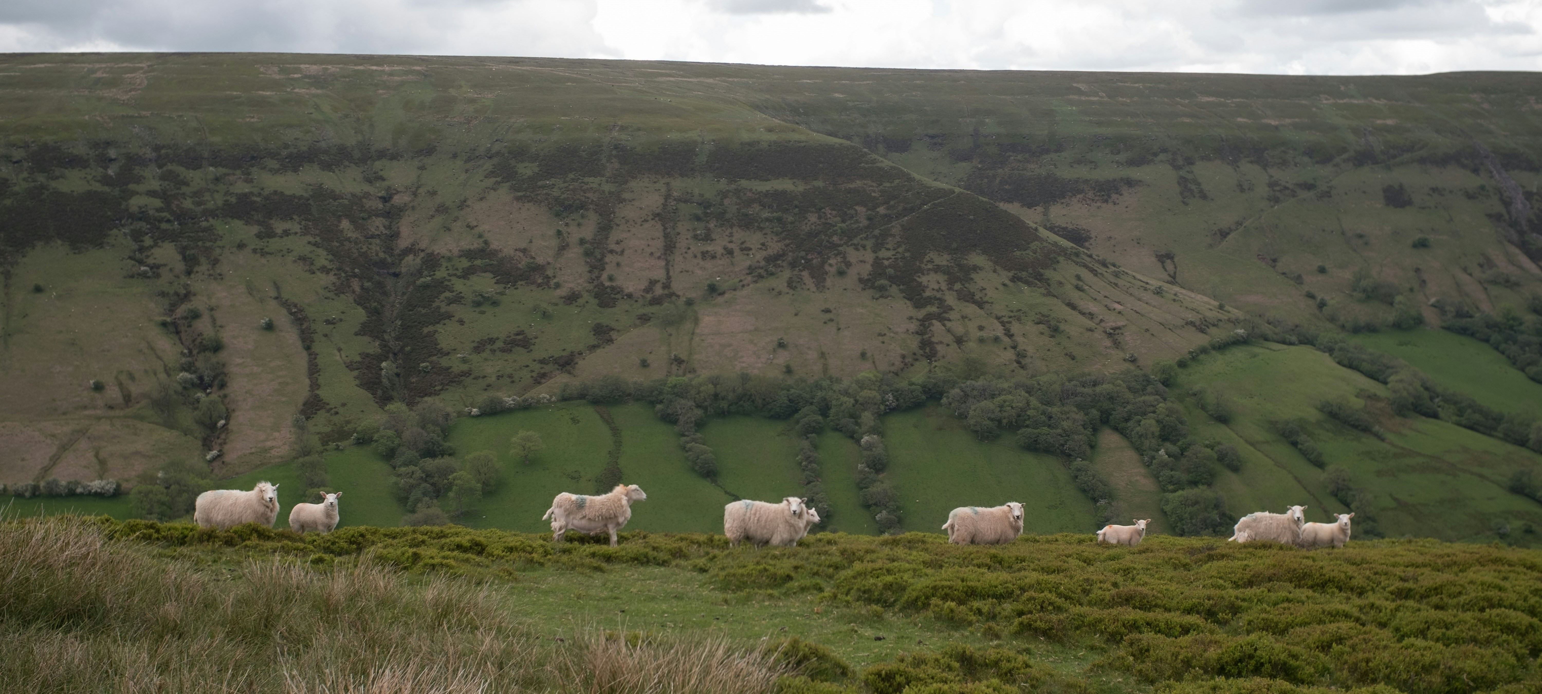 Farming Connect - Sheep Wales