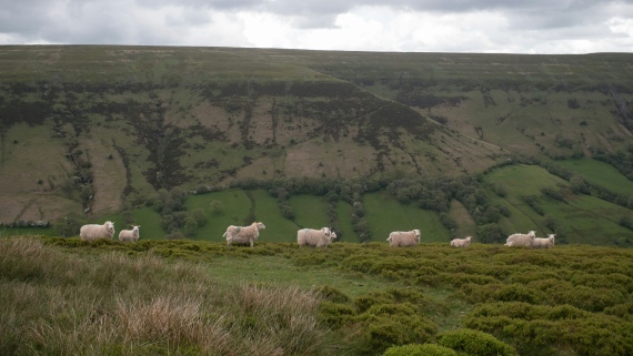 Farming Connect - Sheep Wales
